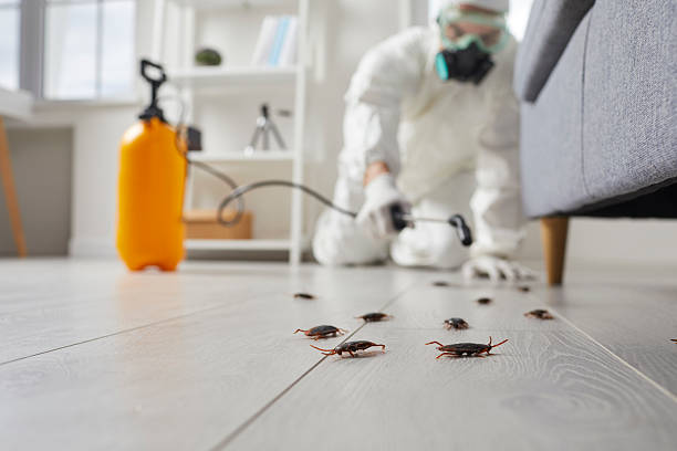 Commercial Rodent Management in Claycomo